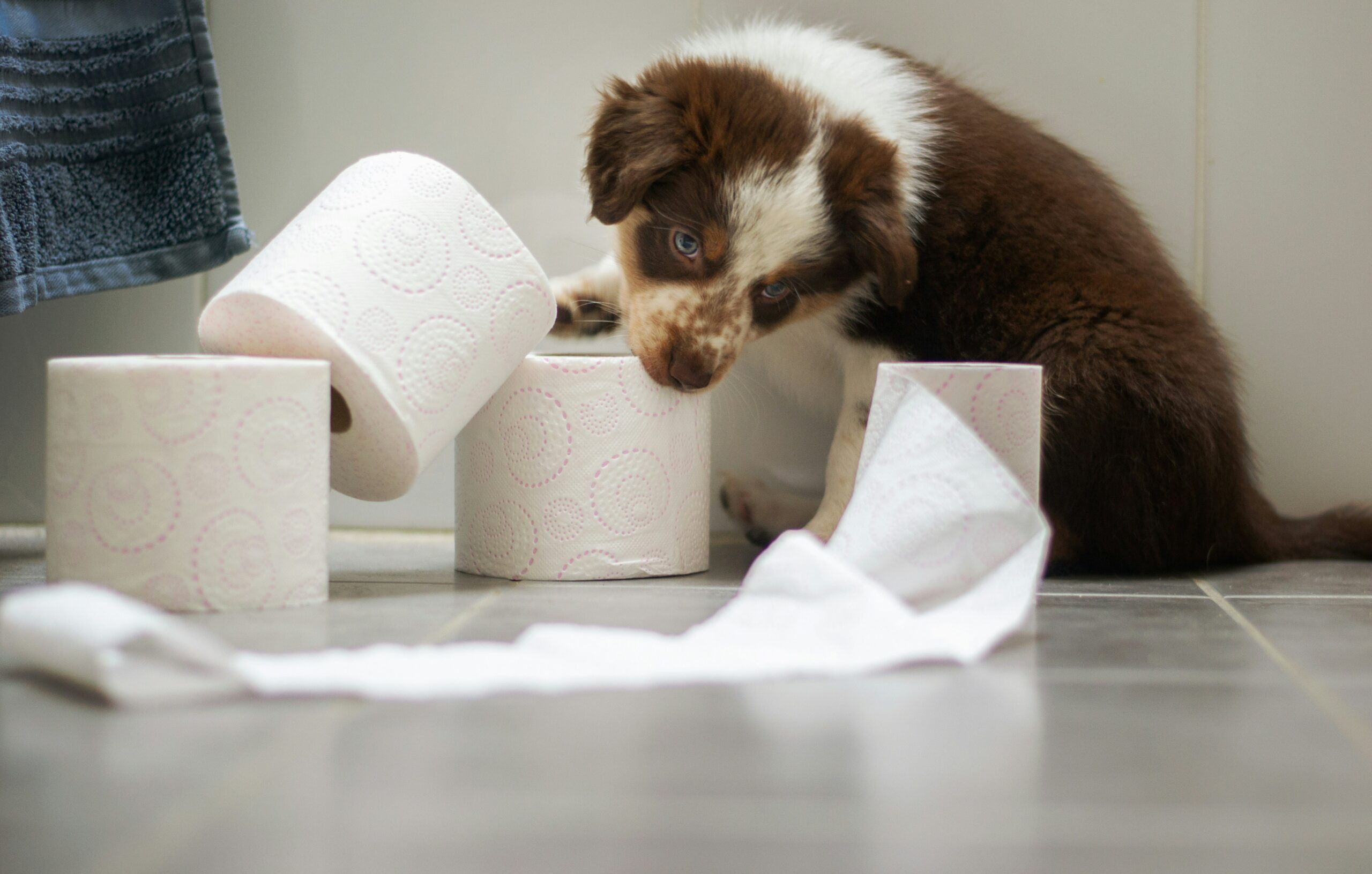 Migliori Tappetini Igienici per Cani: Guida Completa Ayla Verschueren OvjdkIbrS8A Unsplash Scaled