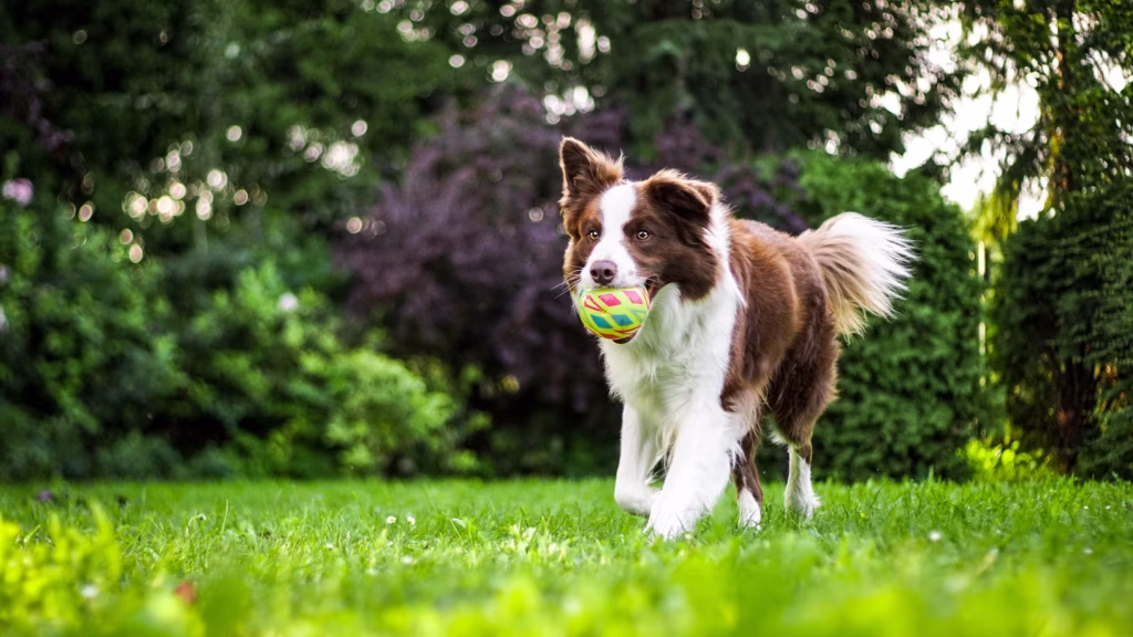 Migliori Giochi per Cani: Guida Completa photo 1568393691622 c7ba131d63b4