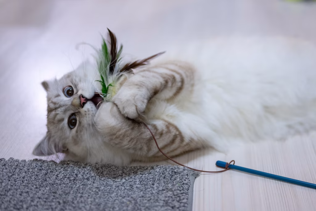 Migliori Giochi per Gatti: Guida Completa photo 1638826595775 e2eae86cda8e