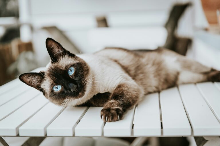 Gatto Siamese: Carattere, Scheda Completa e Consigli