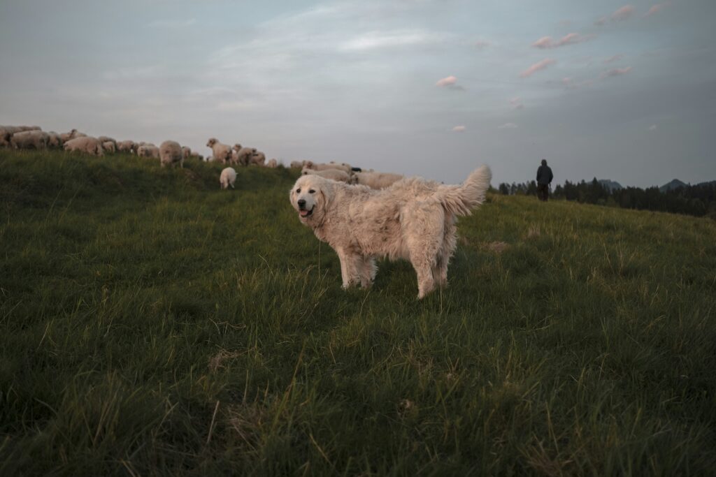 anastasia saldatava etphwolnj4s unsplash