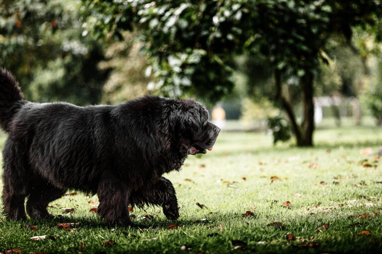 carlosandrescruz newfoundland dog 6809305