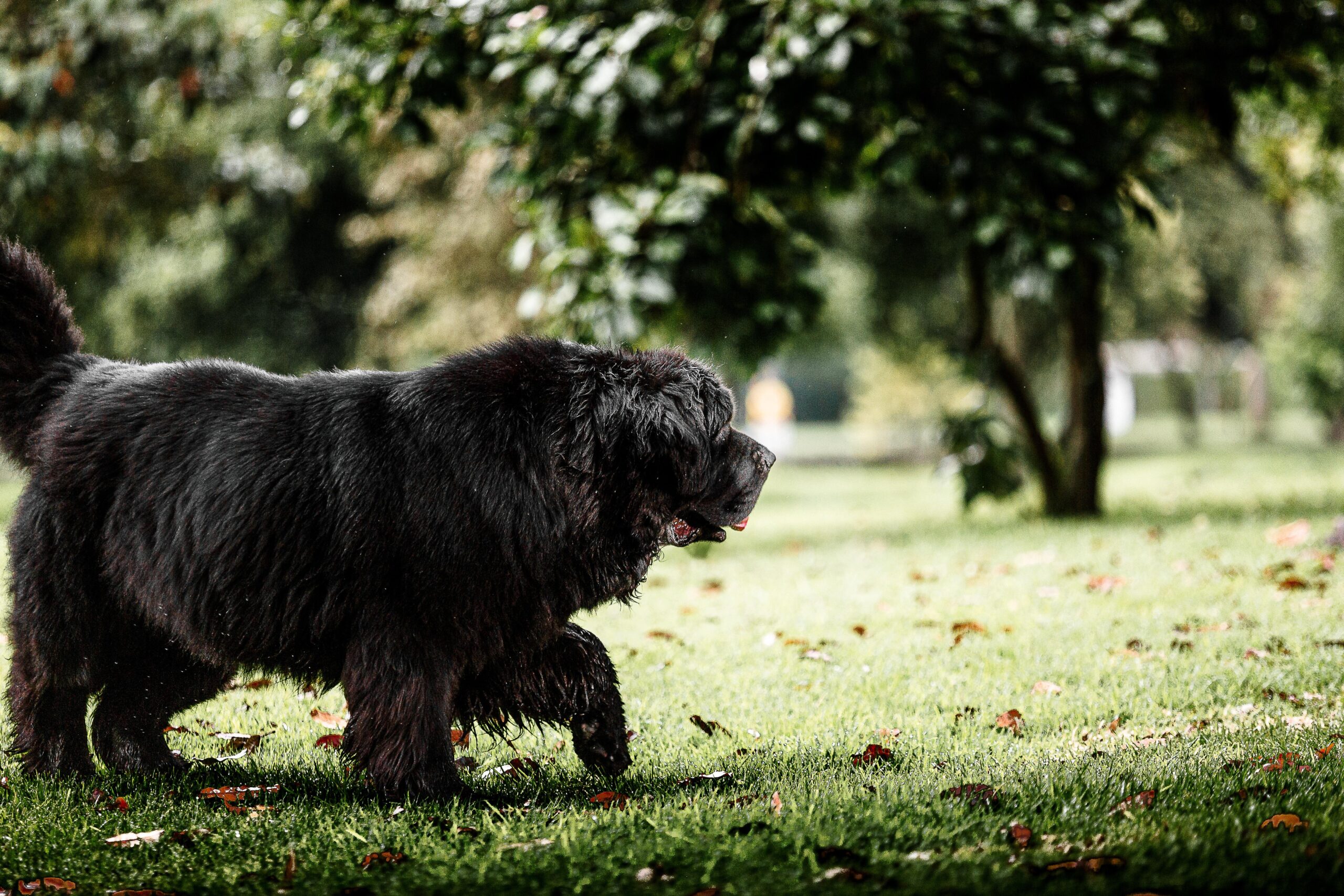 Carlosandrescruz Newfoundland Dog 6809305 Scaled