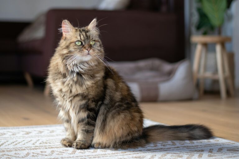 Maine Coon: Carattere, Scheda Completa e Consigli