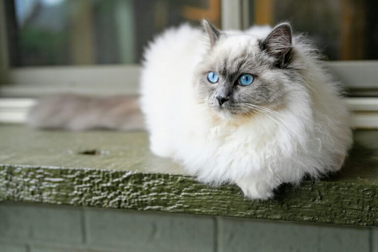Ragdoll: Carattere, Scheda Completa e Consigli