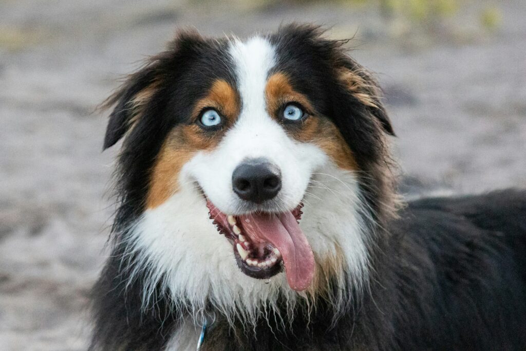 Pastore Australiano: Carattere, Scheda Completa e Consigli david merrick ivsecjhxqa4 unsplash