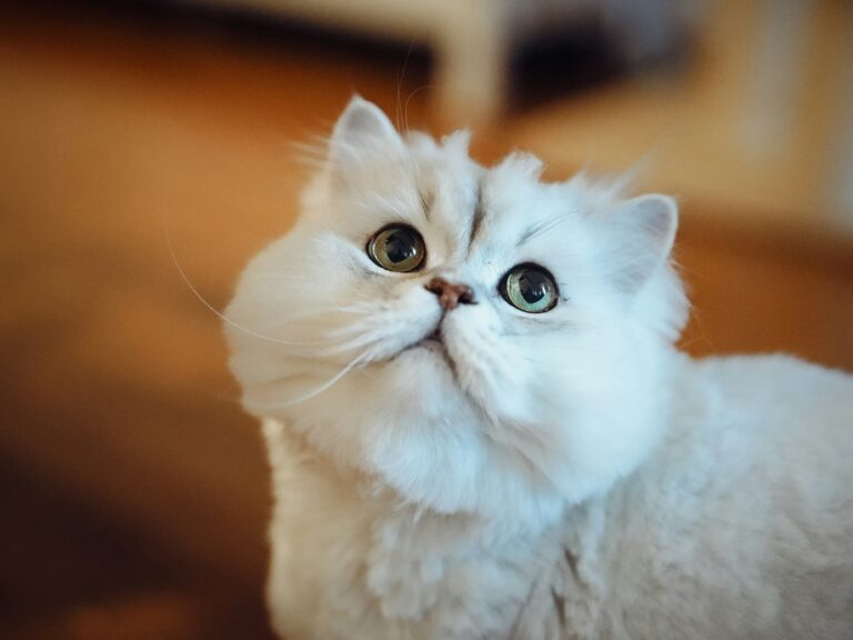 Gatto Persiano: Carattere, Scheda Completa e Consigli