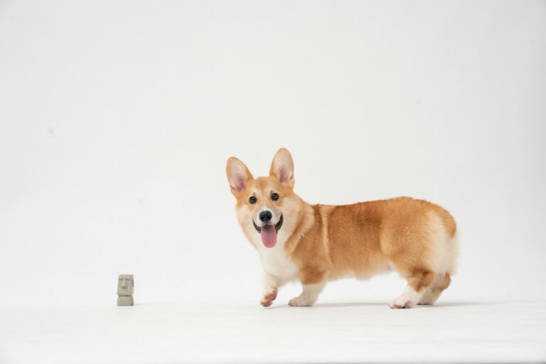 fatty corgi g dui8tcdri unsplash