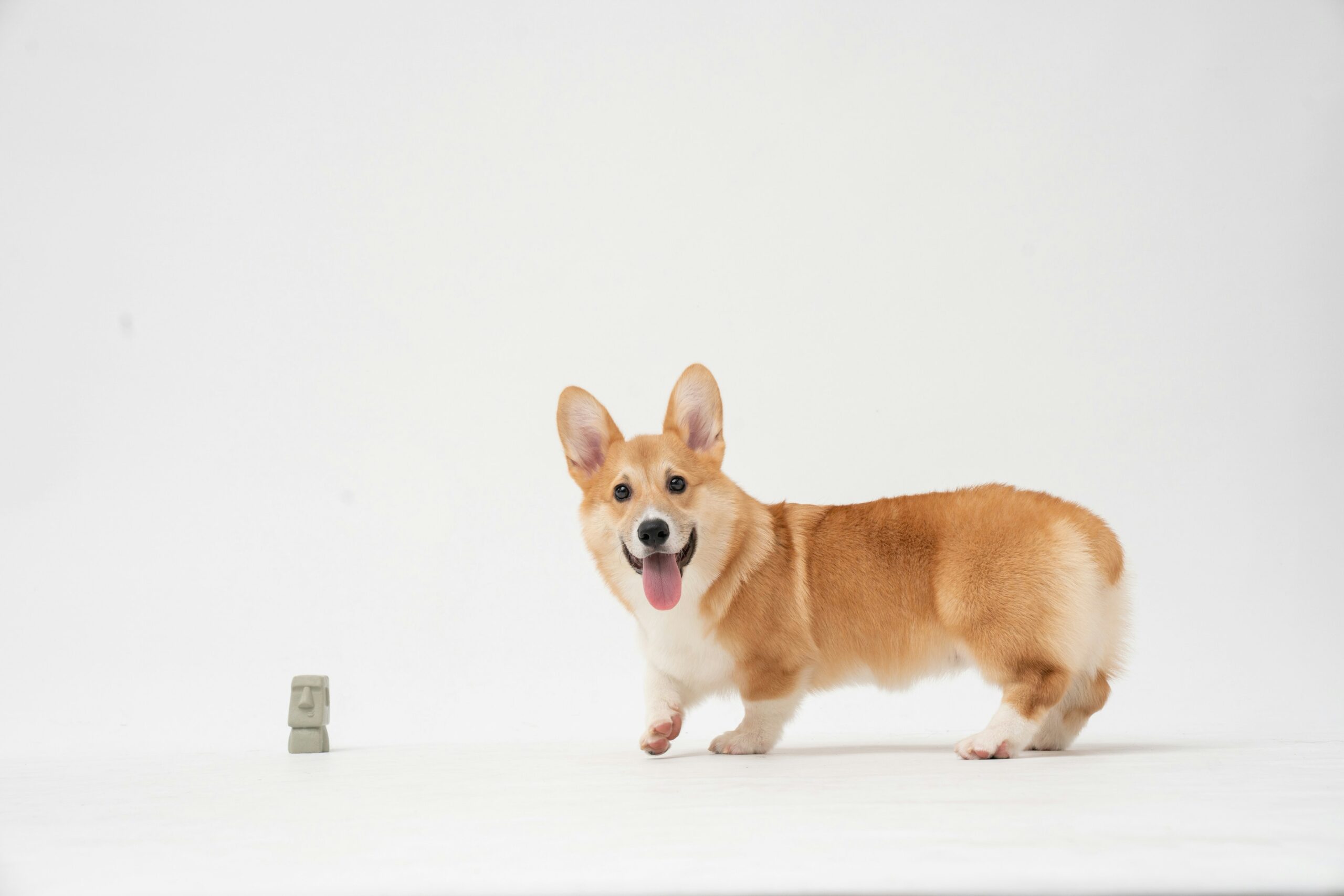 Fatty Corgi G Dui8tCdrI Unsplash Scaled