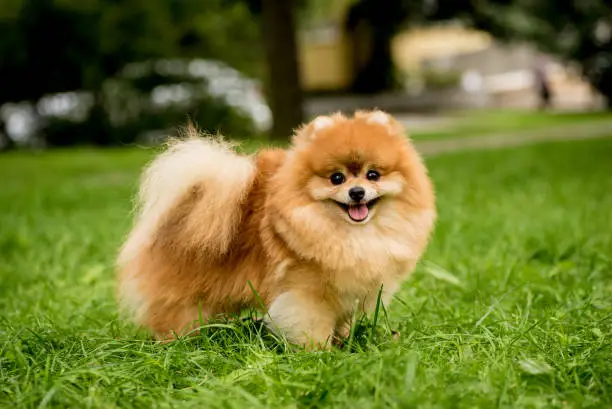 istockphoto 1276949137 612x612