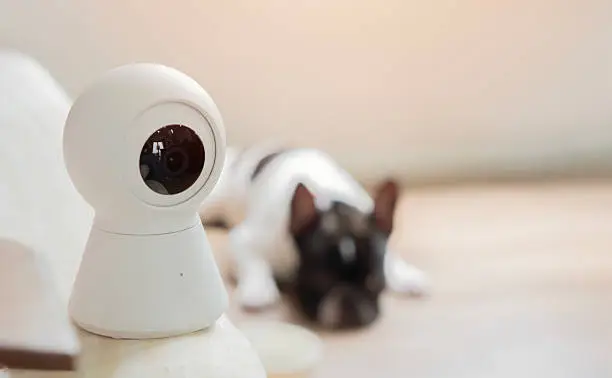 Migliore Telecamera per Animali: Guida Completa istockphoto 2229037095 612x612