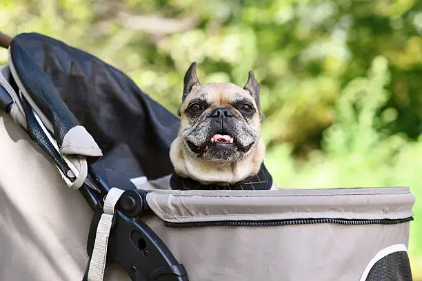Migliore Passeggino per Cani: Guida Completa istockphoto 2233646488 612x612