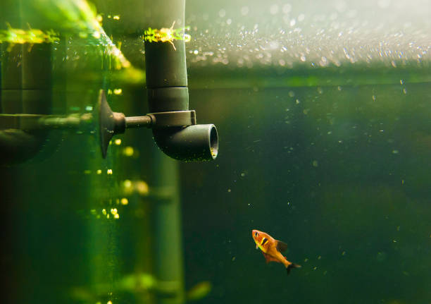 Migliore Filtro per Acquario aquarium life: close up of an aquarium pipe and fish. focus on a pipe