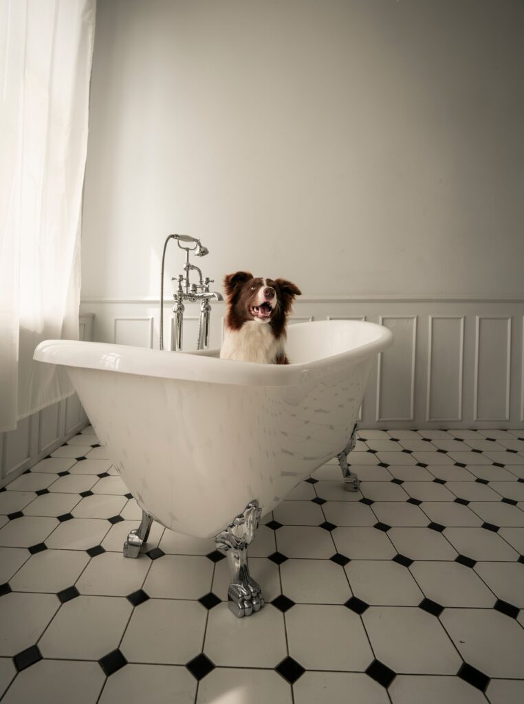 Migliore Vasca da Bagno per Cani: Guida Completa pexels miami302 8343331