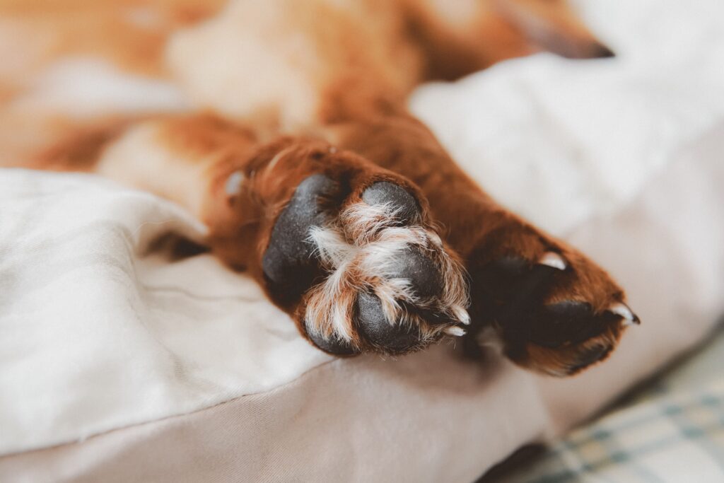 Migliore Balsamo per le Zampe del Cane: Guida Completa pexels su la pyae 54514809 25078644