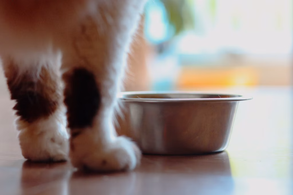 Migliore Cibo per Gatti Sterilizzati: Guida Completa photo 1607539678863 ba64f95124bc