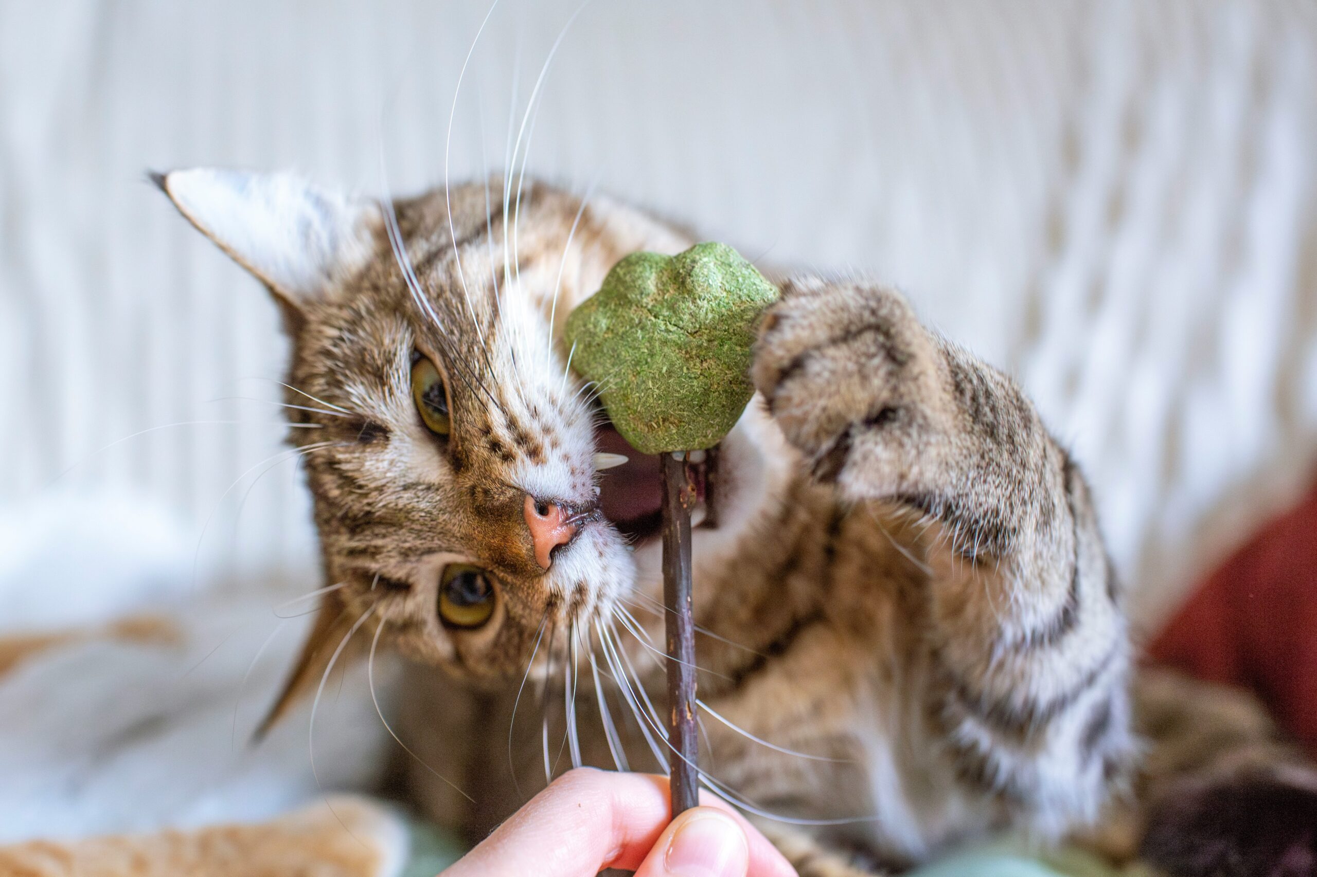 Tatyana Rubleva Ks6JOh8cW5Y Unsplash Scaled