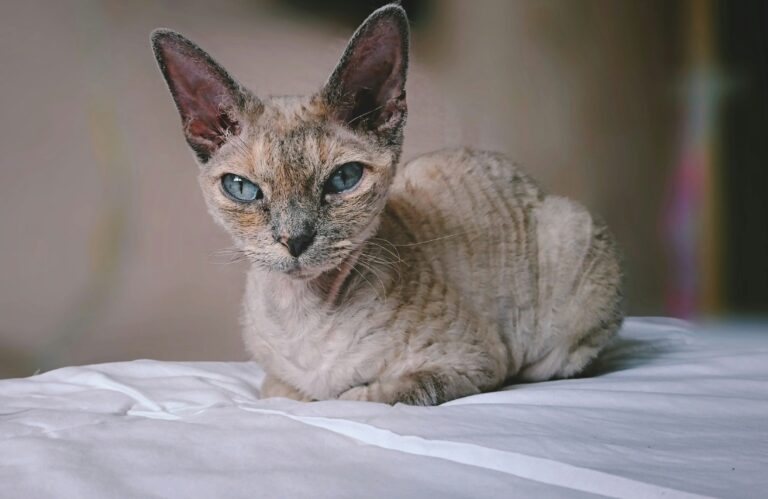 Devon Rex: Carattere, Scheda Completa e Consigli