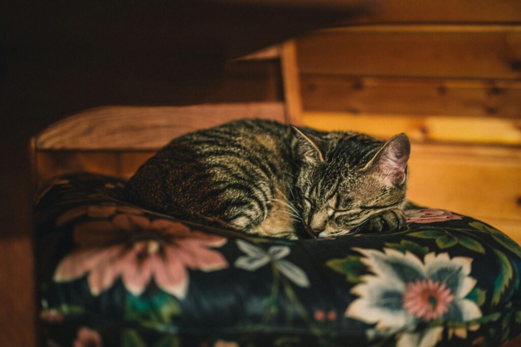 Migliori Cucce Riscaldanti per Gatti — Guida Completa cody scott milewski 56qqitwl fs unsplash