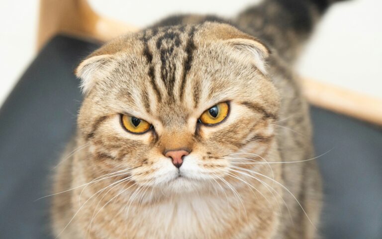 Scottish Fold: Carattere, Scheda Completa e Consigli