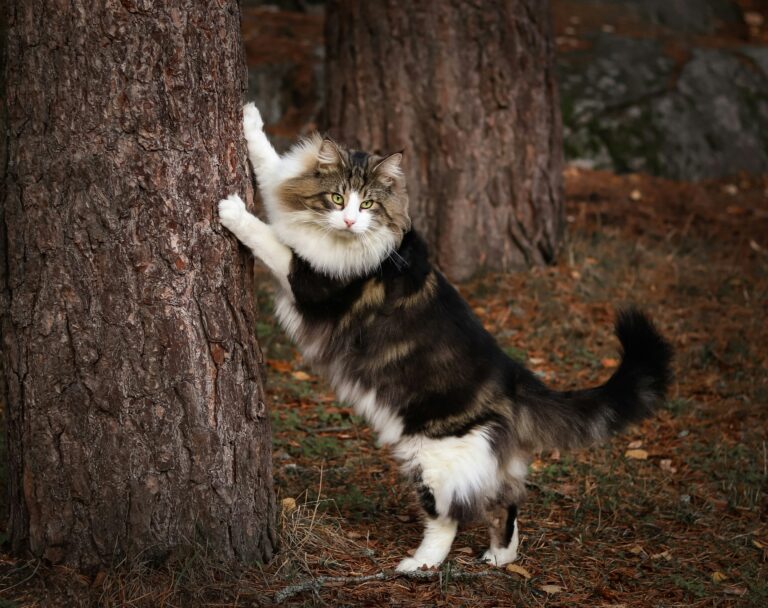 Gatto delle Foreste Norvegesi: Carattere, Scheda Completa e Consigli