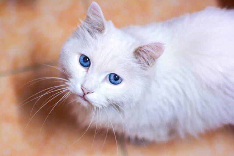 Gatto Angora Turco: Carattere, Scheda Completa e Consigli