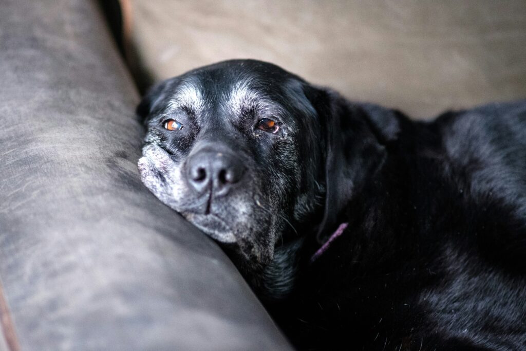 Migliori Integratori per le Articolazioni dei Cani Anziani — Guida Completa jack plant uxkj41d5piy unsplash