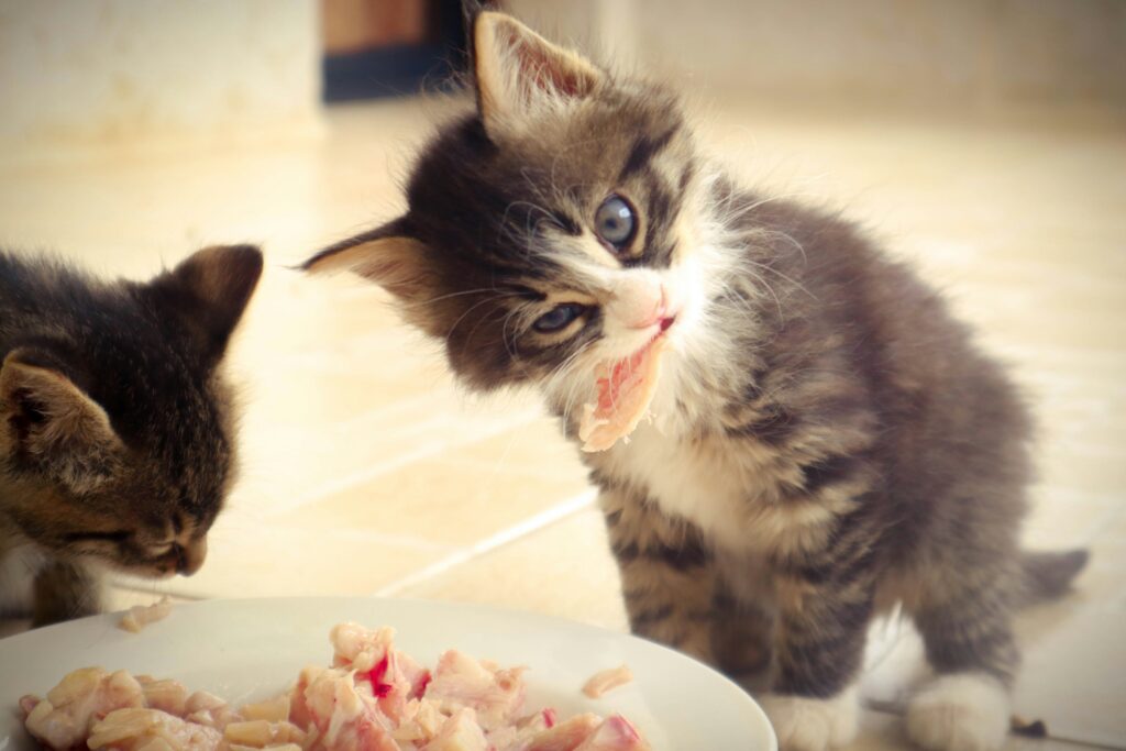 Migliore Cibo per Cuccioli di Gatto: Guida Completa khaled khazna ylb792cdnua unsplash