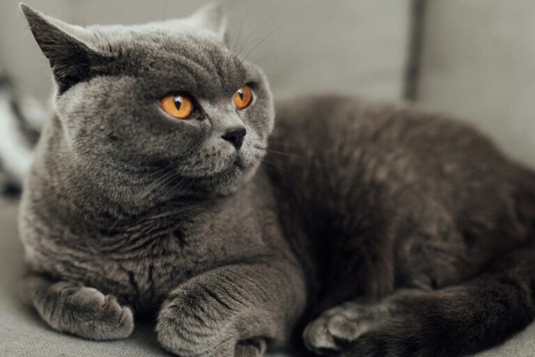 British Shorthair: Carattere, Scheda Completa e Consigli