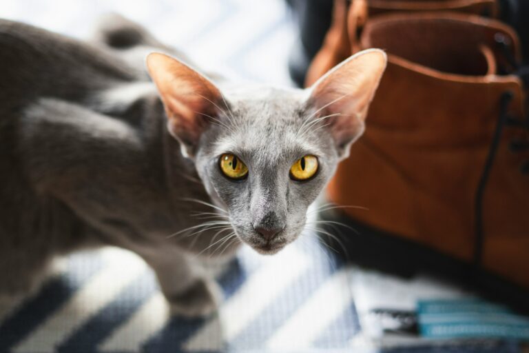 Gatto Orientale: Carattere, Scheda Completa e Consigli