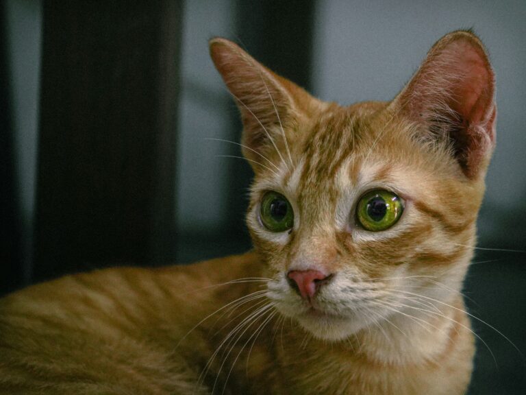 Gatto Abissino: Carattere, Scheda Completa e Consigli