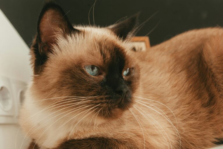 Gatto Burmese: Carattere, Scheda Completa e Consigli