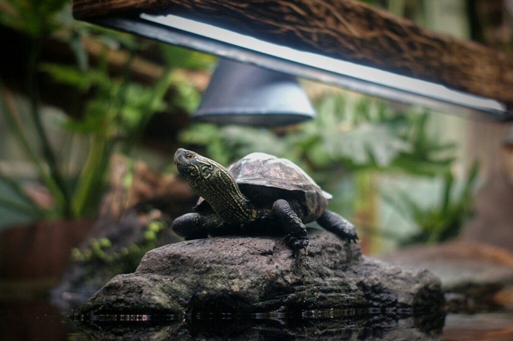 Migliori Accessori per Terrario Tartarughe — Guida Completa oskari rasanen dqjfjjbrc6w unsplash