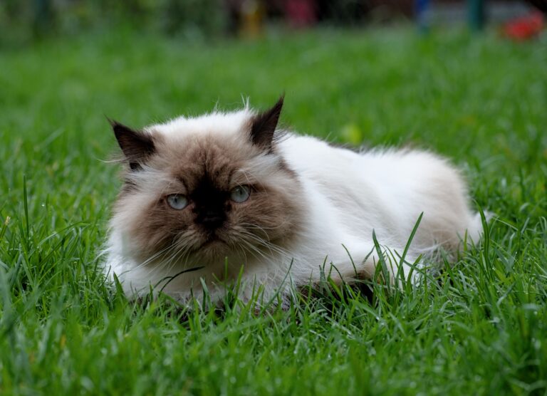 Gatto Himalayano: Carattere, Scheda Completa e Consigli