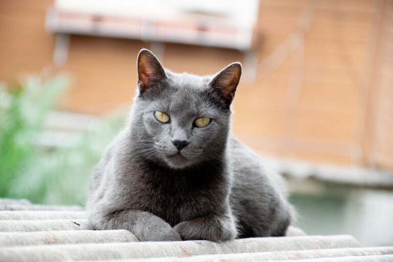 Gatto Certosino: Carattere, Scheda Completa e Consigli
