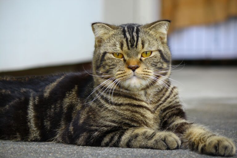 American Shorthair: Carattere, Scheda Completa e Consigli