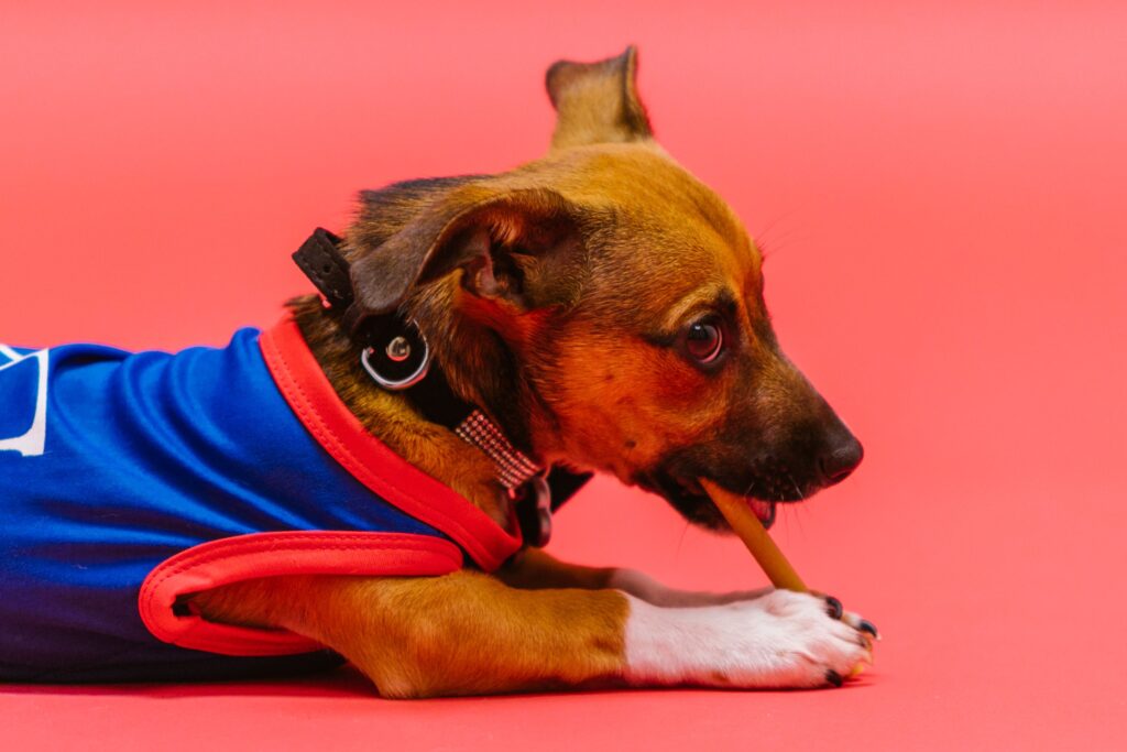 Migliori Premietti per Cani — Guida Completa pexels rdne 7516562