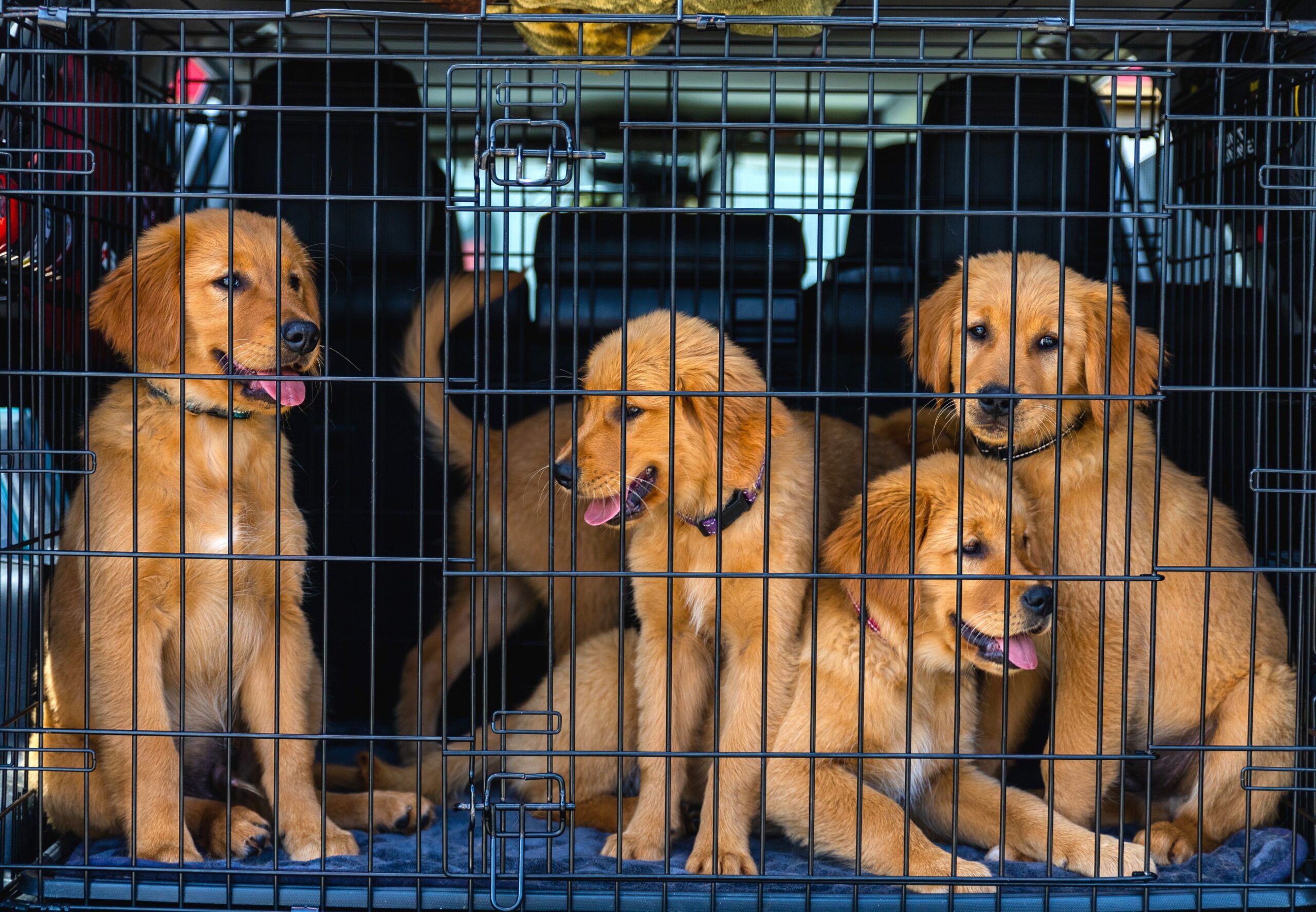 Pexels Robertkso 17206208 Scaled
