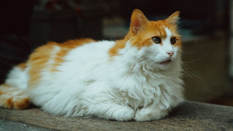 Gatto Turco Van: Carattere, Scheda Completa e Consigli