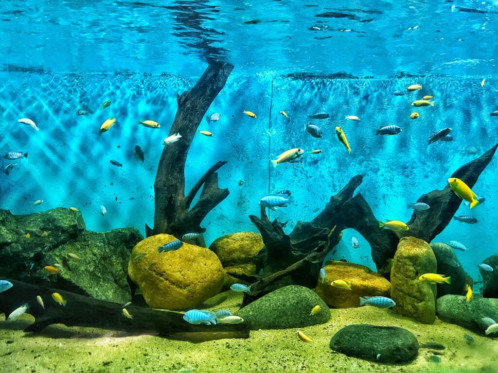 Migliori Acquari Tropicali — Guida Completa the ilp u7bx9ukbfuo unsplash