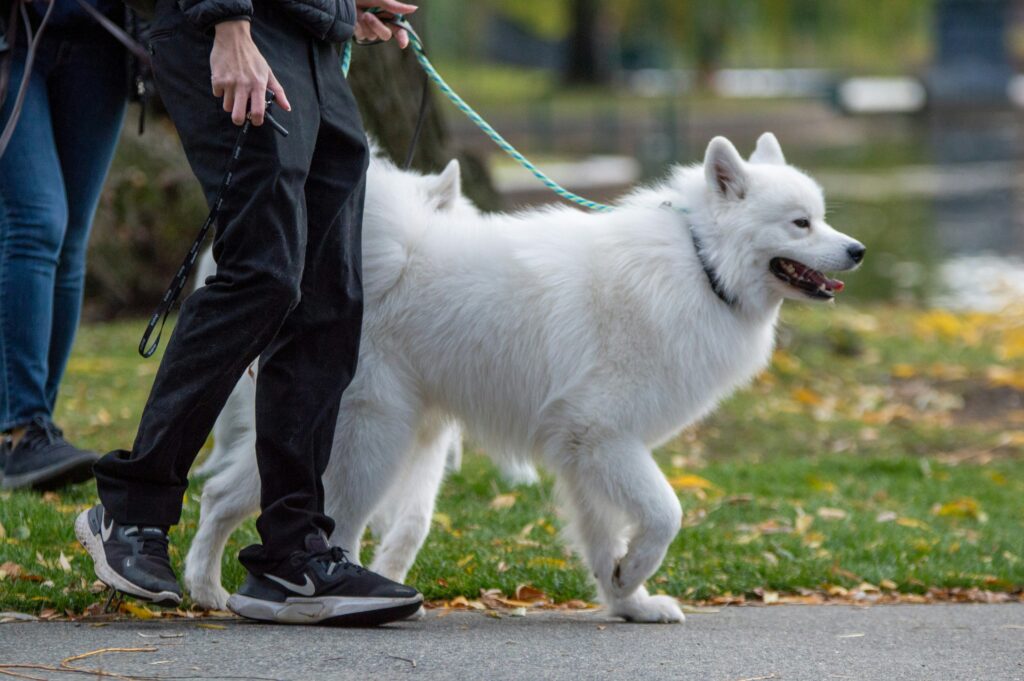 Migliori Guinzagli Economici per Cani — Guida Completa christian testa kqll6ao7v4k unsplash