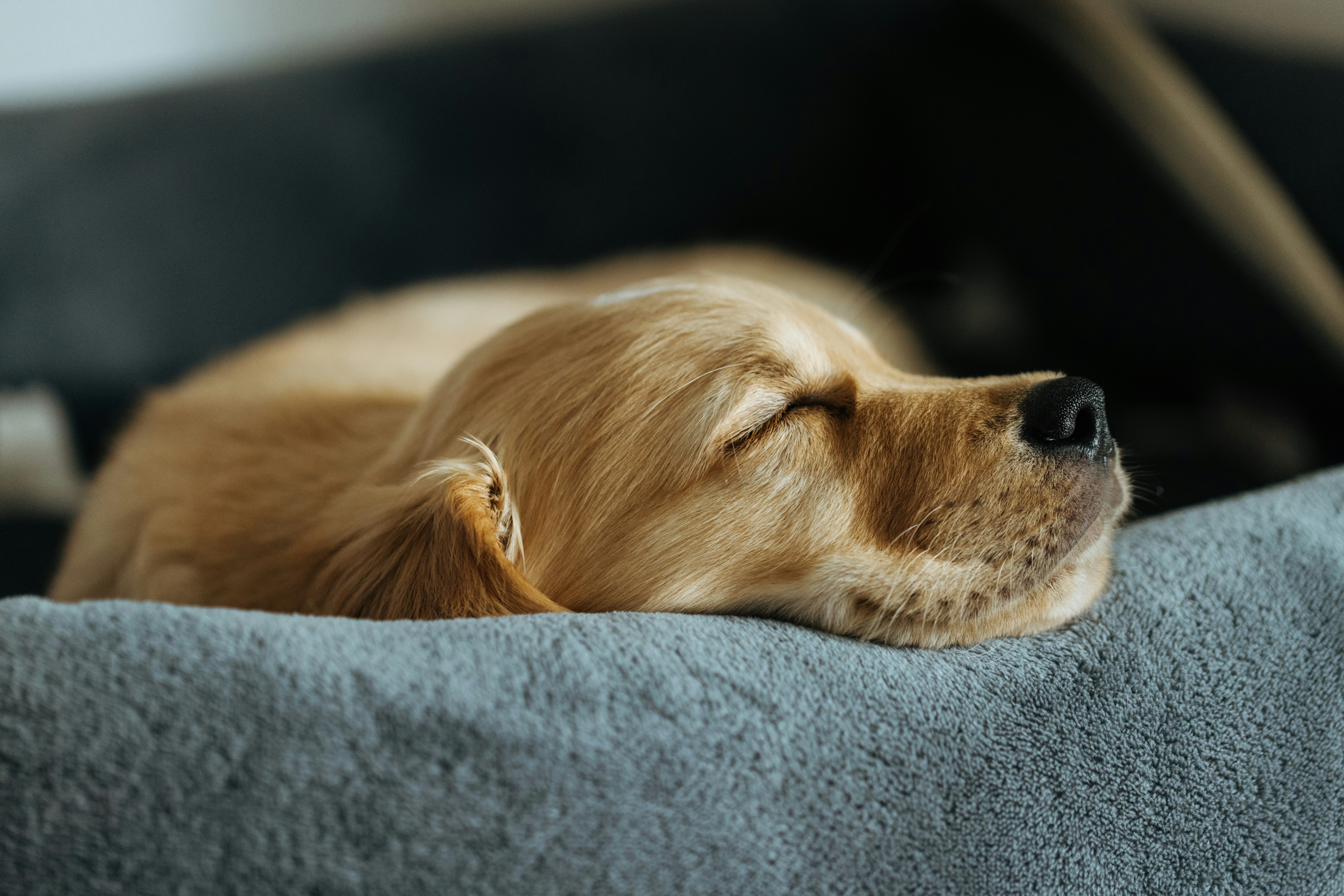 florian schindler rzzjan1emgm unsplash