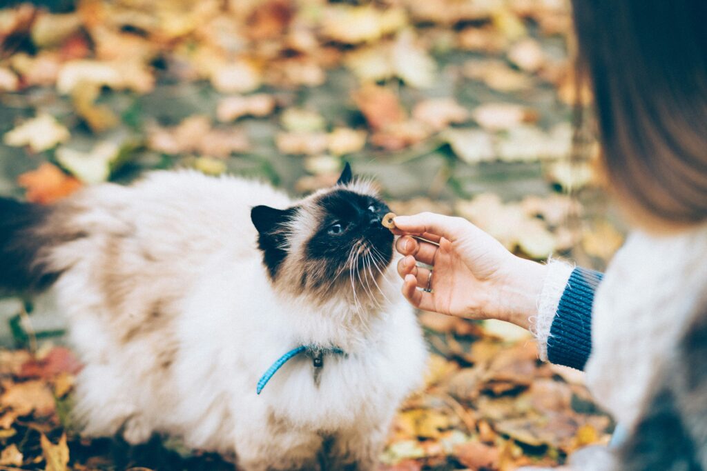 Migliori Snack Economici per Gatti — Guida Completa freestocks j57byikvidu unsplash