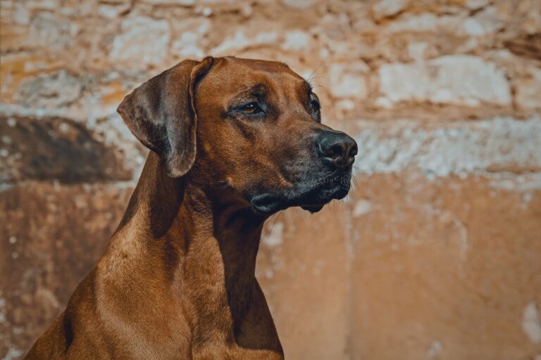 ilona frey mrhoojtzh e unsplash