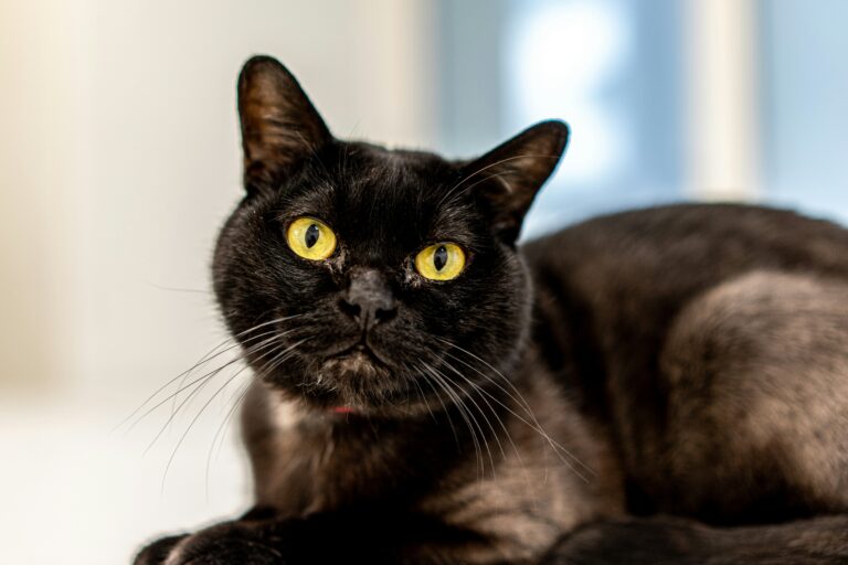 Gatto Bombay: Carattere, Scheda Completa e Consigli
