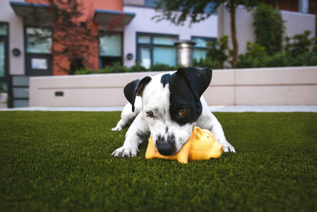 Migliori Giochi Economici per Cani — Guida Completa justin veenema a yuexz1rq8 unsplash