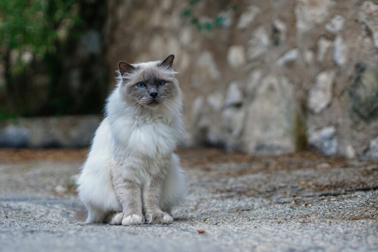 Gatto Balinese: Carattere, Scheda Completa e Consigli