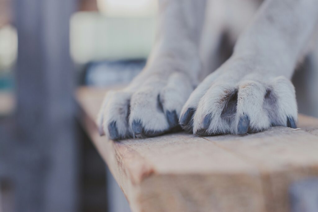 Migliore Taglia Unghie per Cani — Guida Completa marii siia 9ifsiyzpduu unsplash