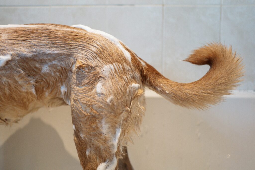 Migliore Shampoo Economico per Cani — Guida Completa ottr dan eb7wqoqwnp0 unsplash