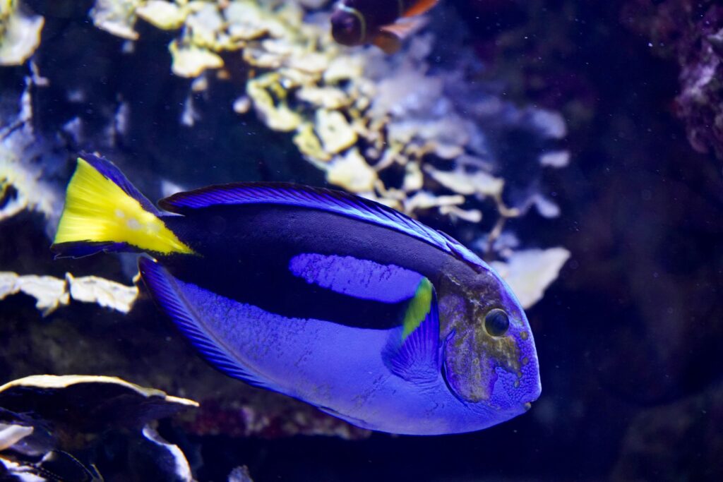 Pesce Chirurgo Blu: Scheda Completa, Acquario e Consigli pexels 2150381842 34632387